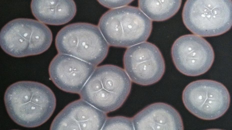 Nora Schattauer, ohne Titel, 2011-2012, 15 Teile, je 40 x 30 cm / 52 x 42 cm, mineralische Salze auf japanischem Chromatographie-Papier, Courtesy Galerie Martin Kudlek, Köln © VG Bildkunst 2013