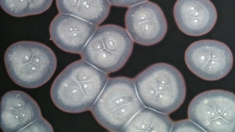 Nora Schattauer, untitled, 2011-2012, 15 parts, each 40 x 30 cm / 52 x 42 cm, mineral salts on Japanese chromatography paper, Courtesy Galerie Martin Kudlek, Köln © VG Bildkunst 2013