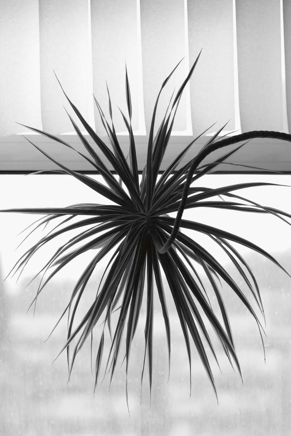 Saskia Groneberg, Aus der Serie Büropflanze, 2012, Archival Pigment Prints, 50 x 70 cm, Courtesy the artist