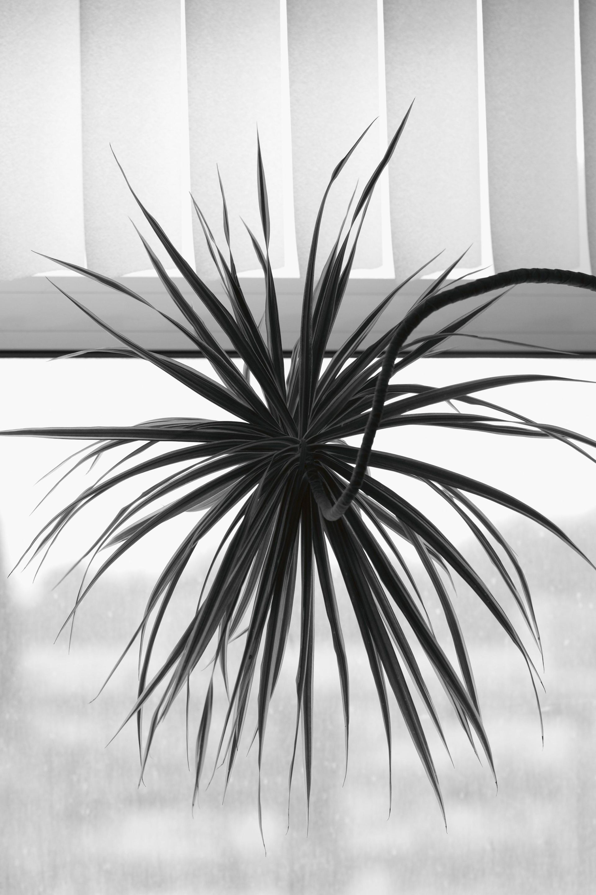 Saskia Groneberg, Aus der Serie Büropflanze, 2012, Archival Pigment Prints, 50 x 70 cm, Courtesy the artist